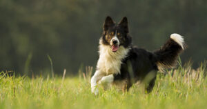Como cuidar a tu Border Collie, cachorros hermosos
