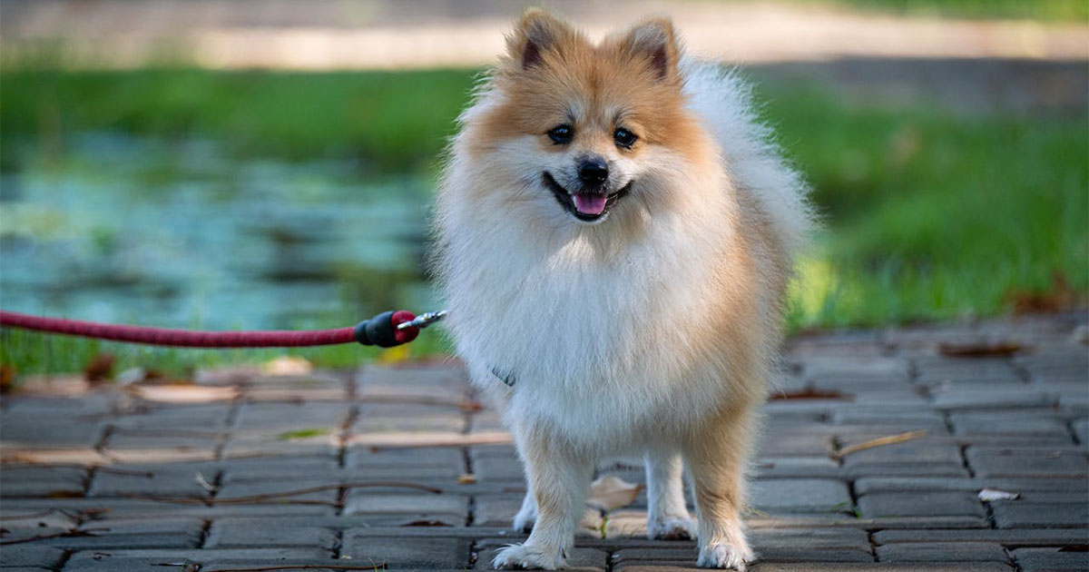 pomerania, cuidados y caracteristicas