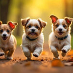 Raza de perros pequeños